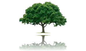 PODAS DE ÁRBOLES TALA Y PODAS EN ALTURA SEGOVIA