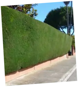 Corte de cipreses Corte de cipreses