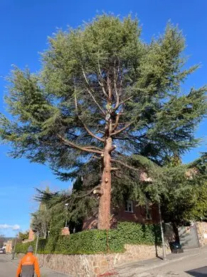 Tala y poda en altura Avila Poda y tala en altura en avila yprovincia