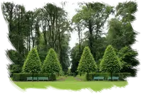 Taladores de árboles tala y poda en altura