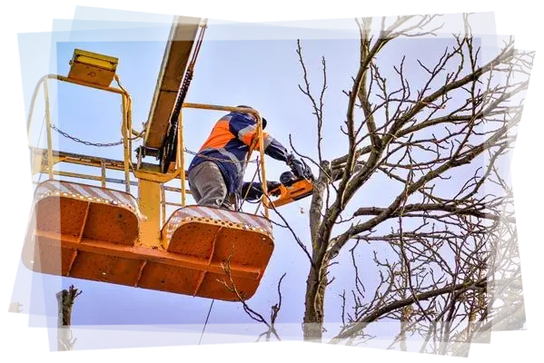 Tala y poda en altura