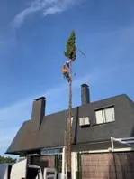 Poda de árboles en altura Podamos árboles en altura