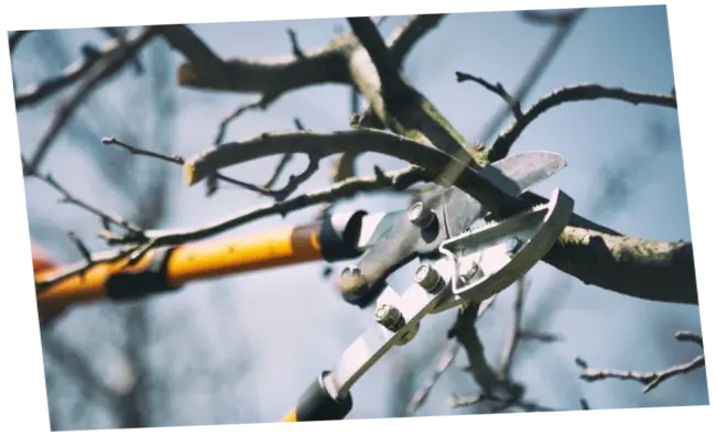 Mantenimiento de jardines