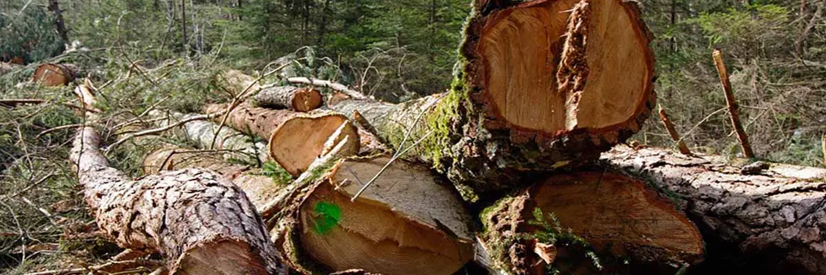 PODAS Y TALAS DE ÁRBOLES TALAS Y PODAS EN ALTURA