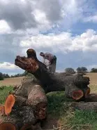 Tala y poda de árboles en altura Talas y podas árboles en Altura