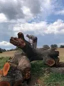 Tala y poda de árboles en altura Talas y podas árboles en Altura