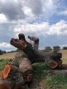 Tala y poda de árboles en altura Talas y podas árboles en Altura