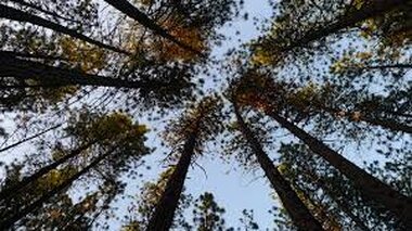 Poda y talas en altura árboles, Barcelona Tala y poda en alturade árboles, Barcelona