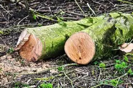 Taladores y podadores de árboles Barcelona Tala y poda de árboles en Barcelona