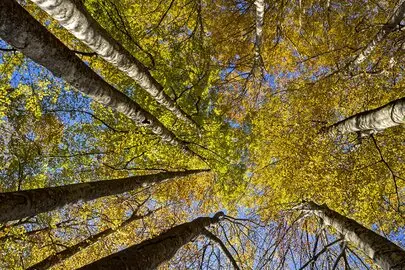 Tala y poda en altura de árboles Barcelona Tala y poda en altura de árboles, Barcelona y provincia