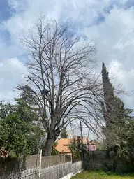 TALA DE ÁRBOLES EN BARCELONA BARCELONA TALA Y PODA DE ÁRBOLES