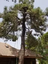 Tala y poda en altura Abrera Podas y talas de árboles de altura