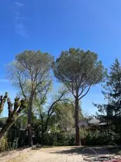 Tala y podas en altura Barcelona y provincia