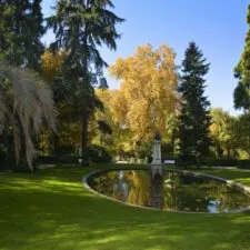 Poda de árboles en Madrid