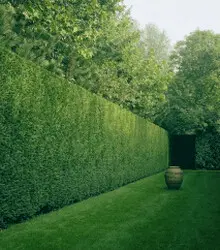 Podas y talas de árboles en Barcelona