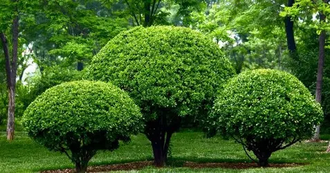 Podas y talas de árboles en Barcelona