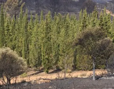 Tala y poda en altura, Podas en altura Talas controladas Tala y poda en altura, Podas en altura Talas controladas