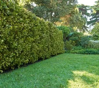 Servcio de jardines y podas de plantas